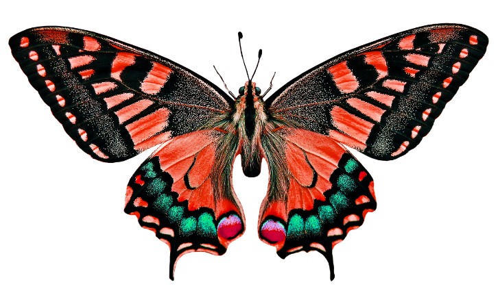 SchmetterlingJ